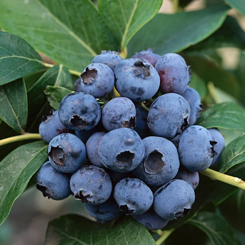 Export Grade Blueberries